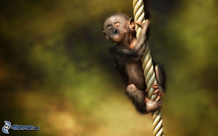 monkey, rope, smile