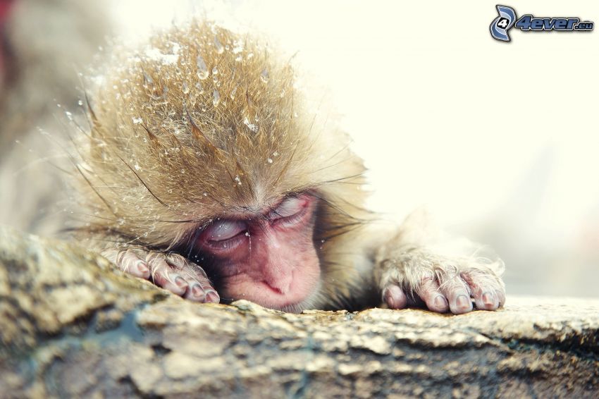 monkey, sleep, snow