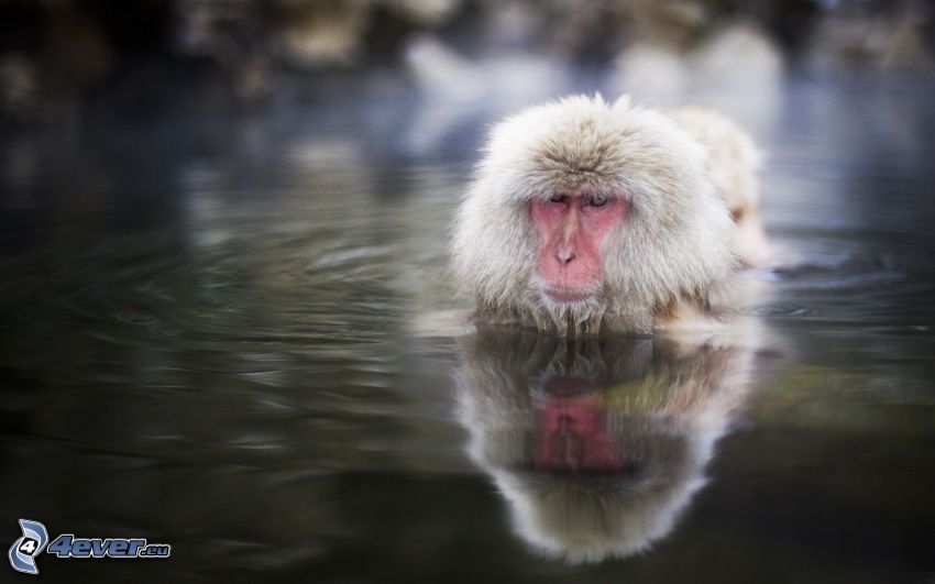monkey, water