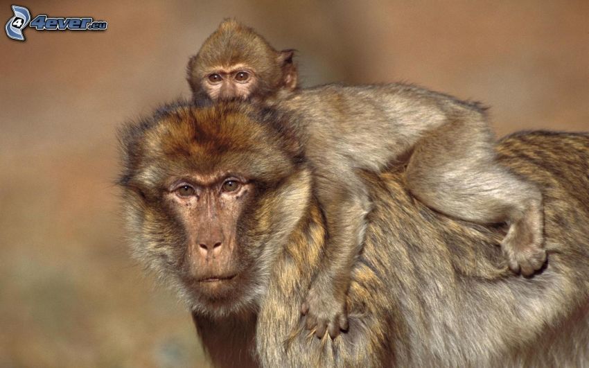 monkeys, cub