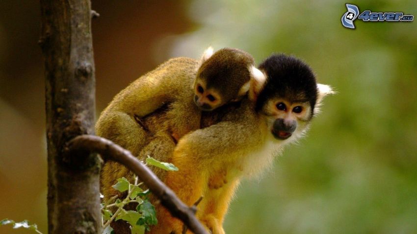monkeys, hug