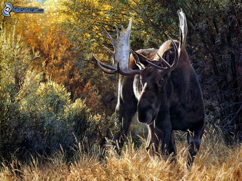 moose, bushes, cartoon