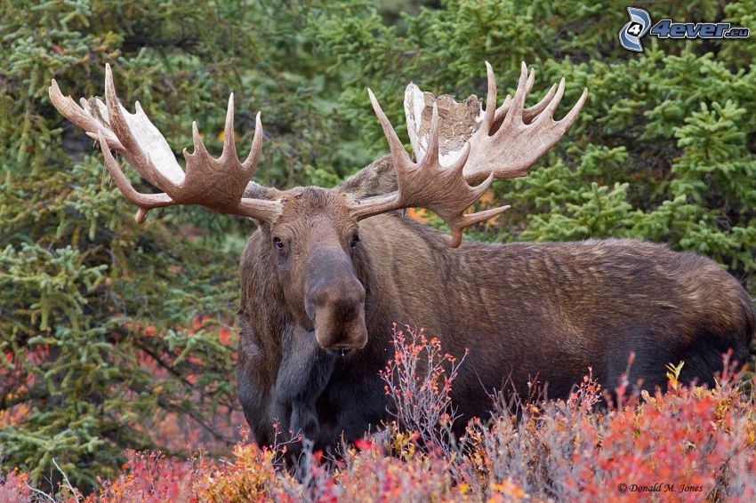 moose, coniferous trees
