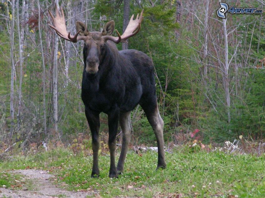 moose, forest