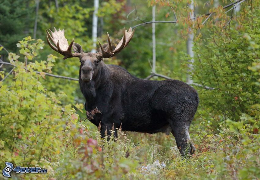 moose, greenery