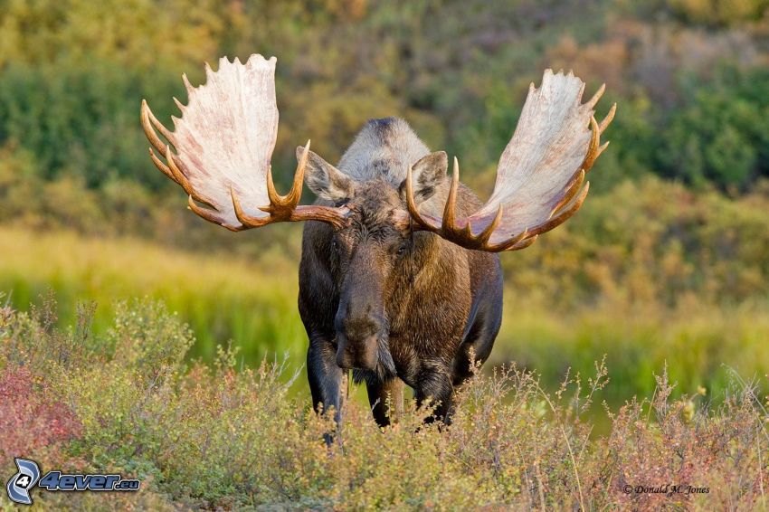 moose, high grass