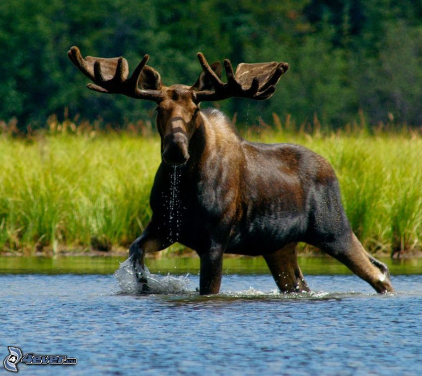 moose, lake