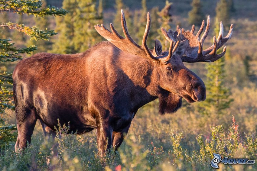 moose, meadow