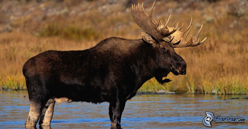 moose, River