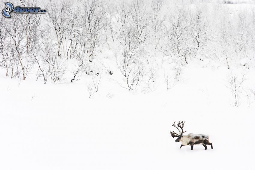 moose, snow, snowy landscape