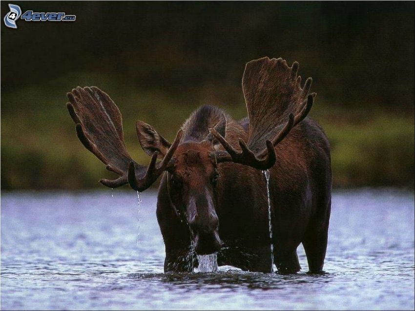 moose, water
