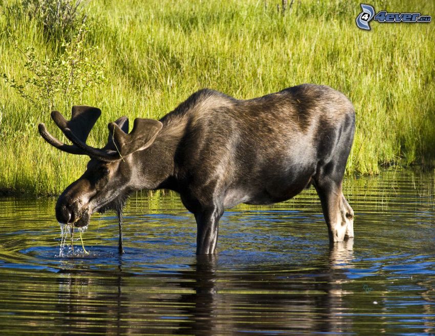 moose, water