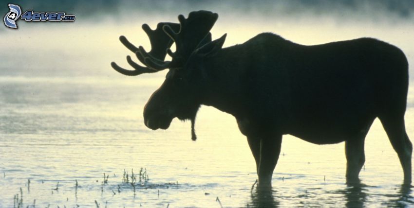 moose, water surface