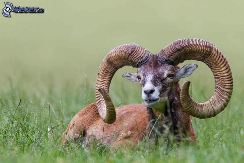 mouflon, grass