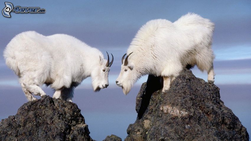 mountain goats, rocks