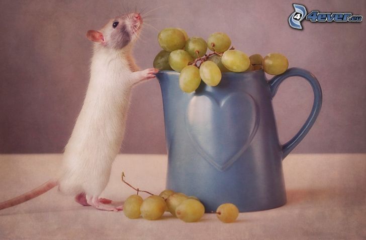 mouse, grapes, cup