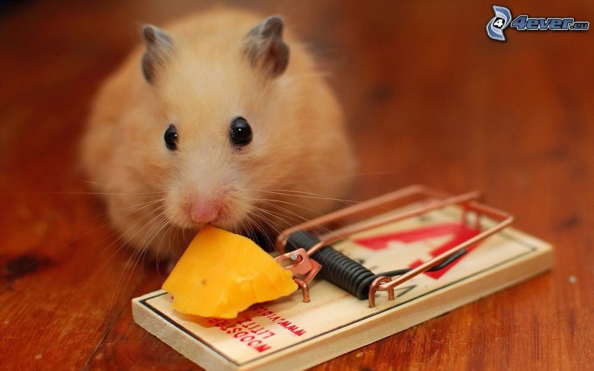 mouse, trap, cheese