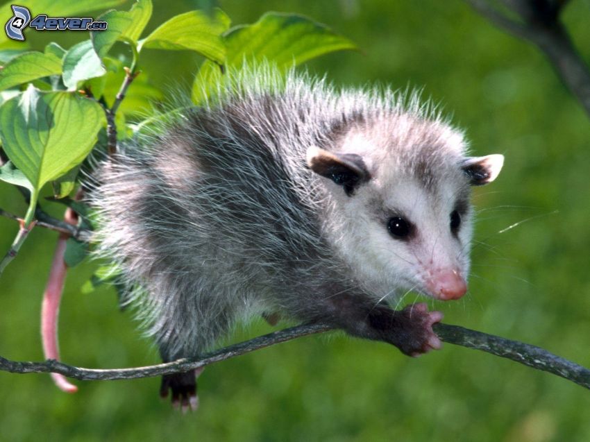 opossum, branch