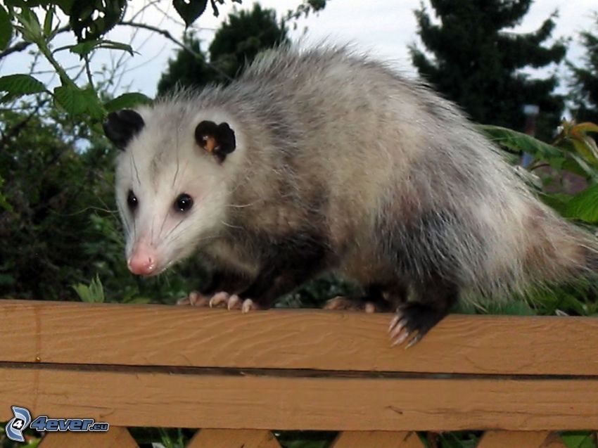 opossum, fence