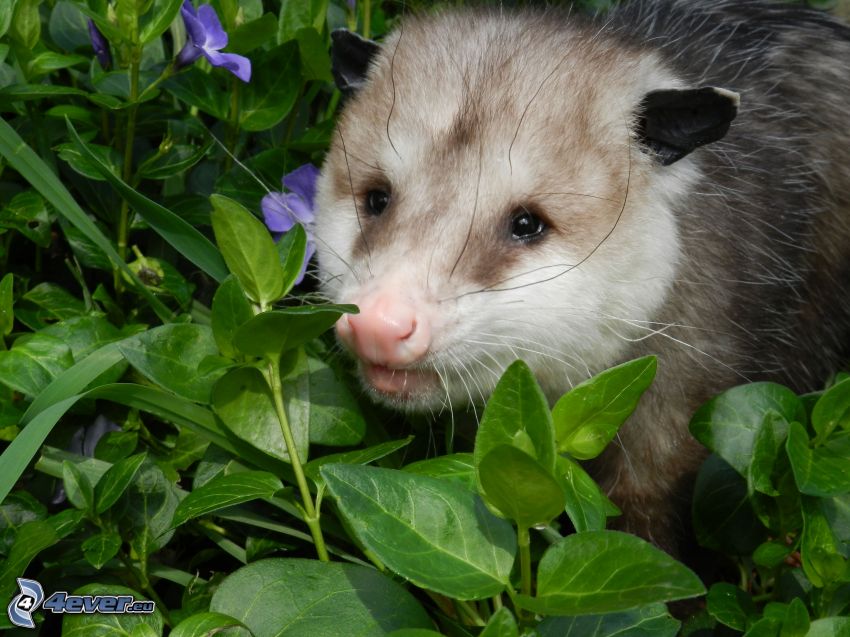 opossum, grass
