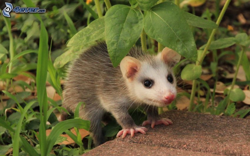 opossum, grass