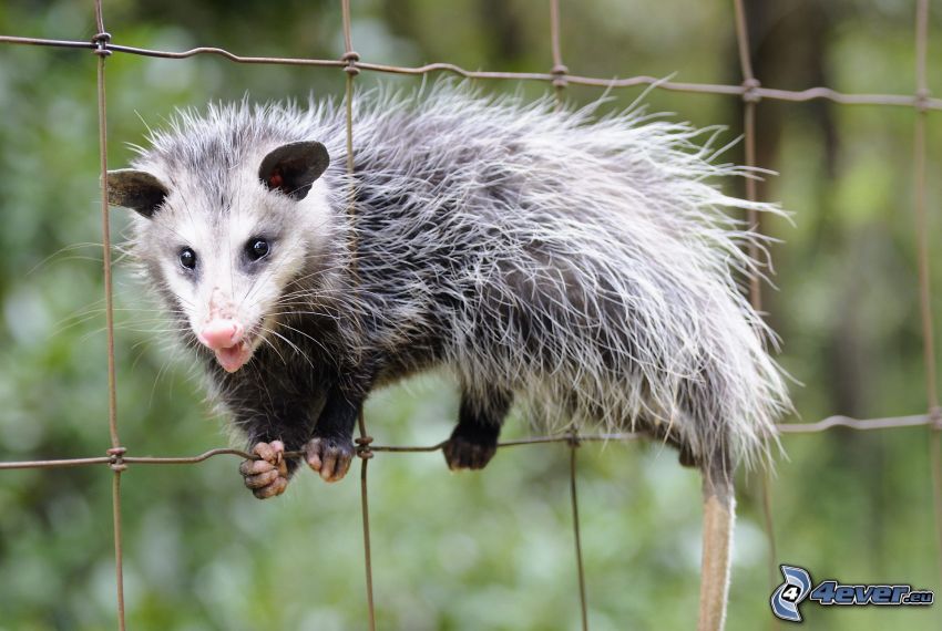 opossum, wire fence