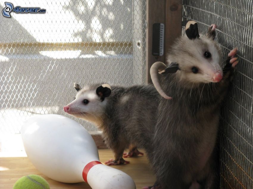 opossums, bowling pin