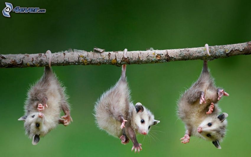 opossums, branch