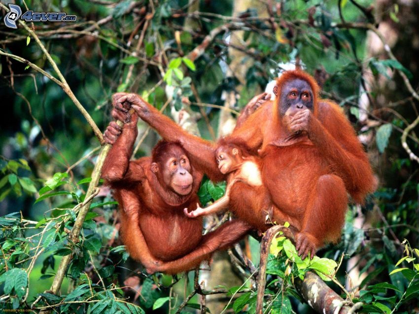 orangutan, family, trees