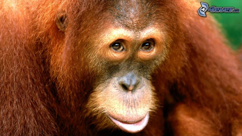 orangutan