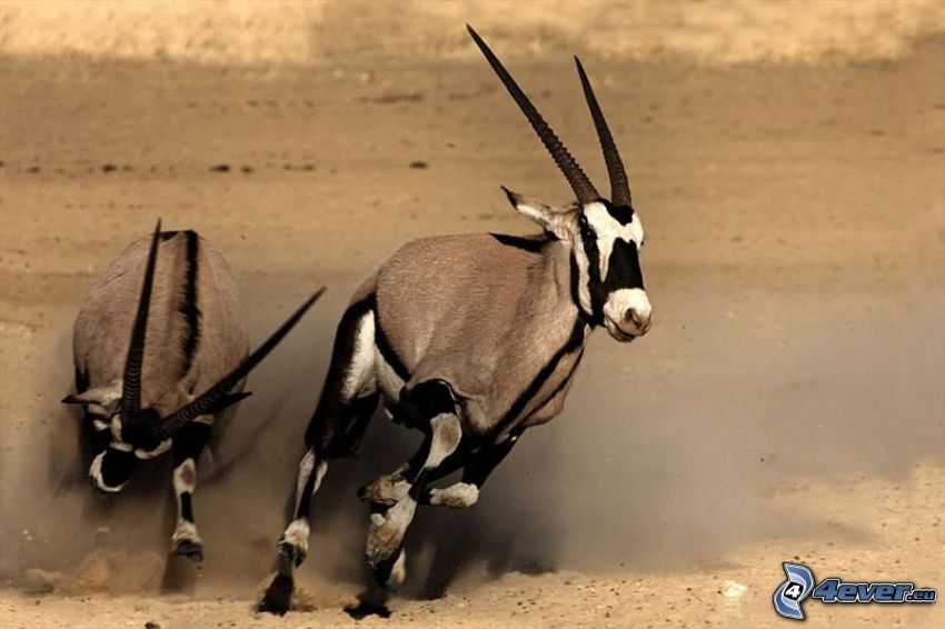 oryx, running