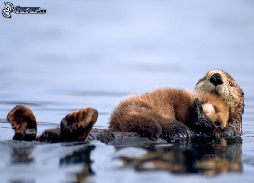 otter, cub, sleep, water