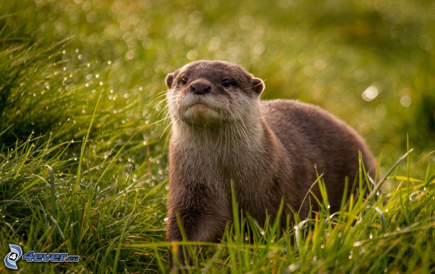 otter, grass