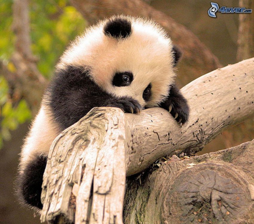 panda, cub, wood