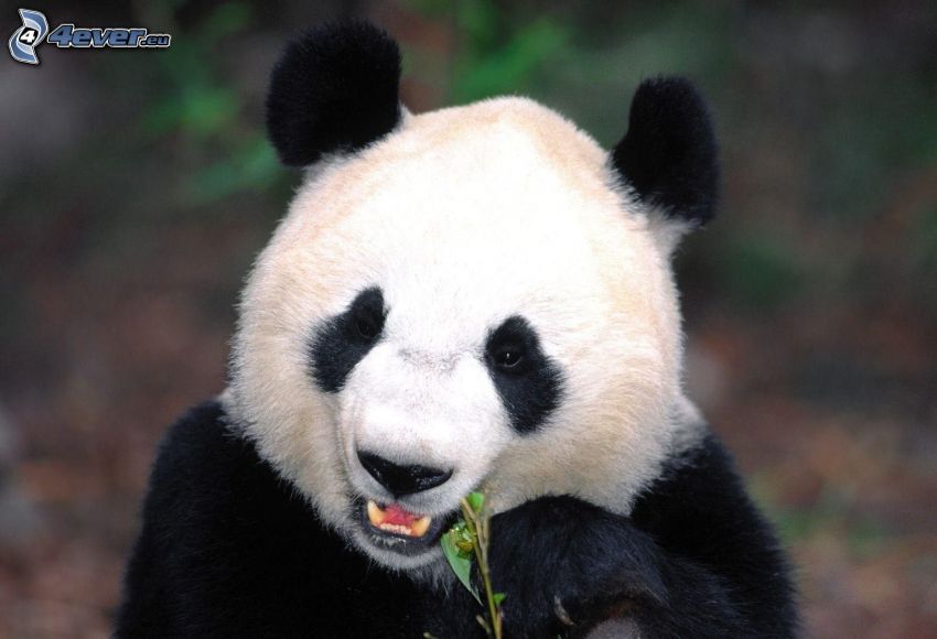 panda, food