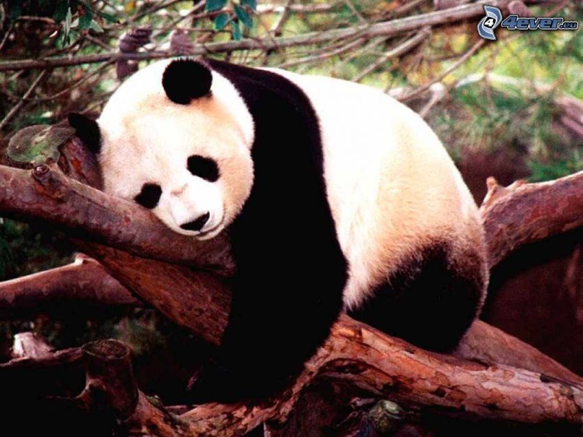panda, sleep, branch