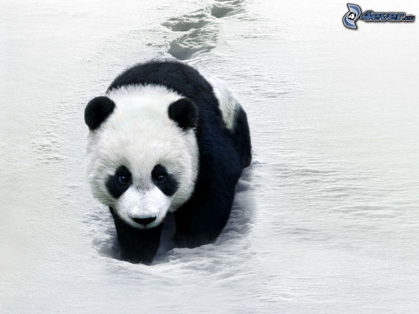 panda, snow