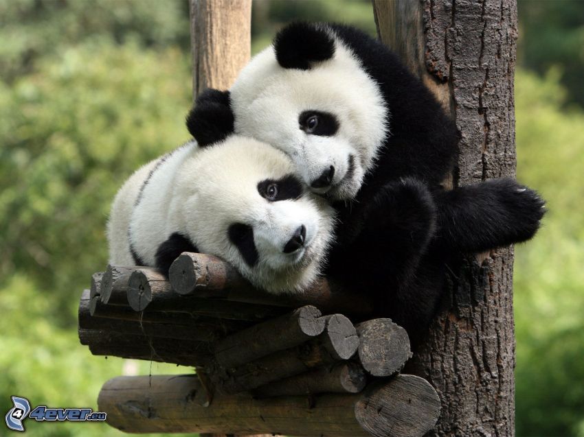 Panda in the tree, cubs
