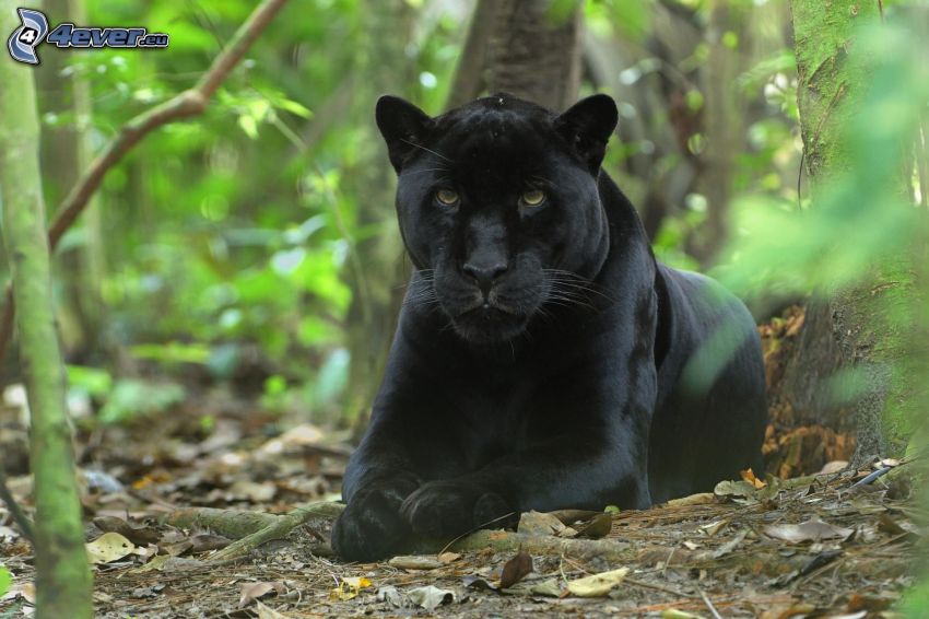 panther, forest