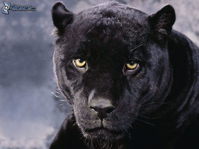 panther, look
