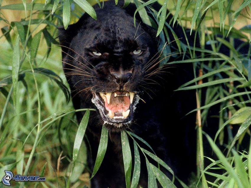 panther, plants