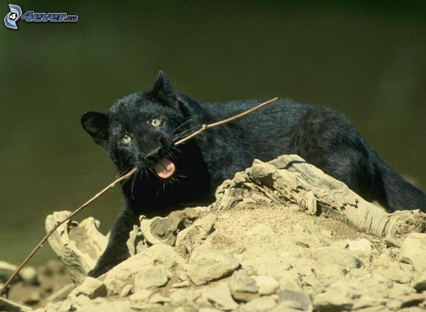 panther, rock
