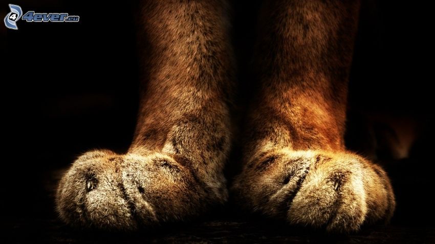 paws, cougar
