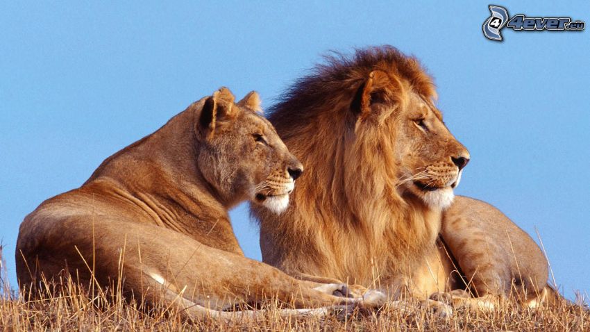 peaceful lions, family, Savannah