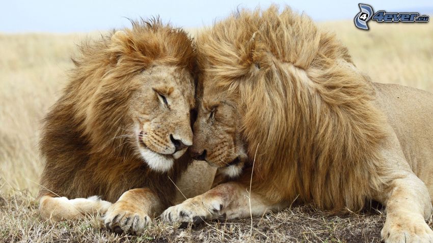 peaceful lions, love