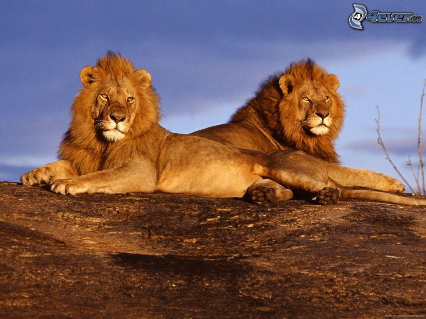 peaceful lions