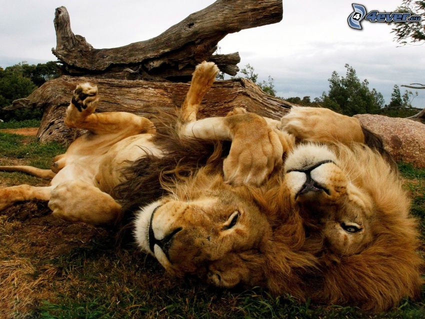 peaceful lions