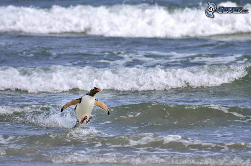 penguin, waves on the shore, sea