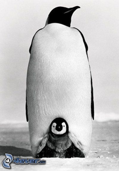 penguin and its offspring, winter