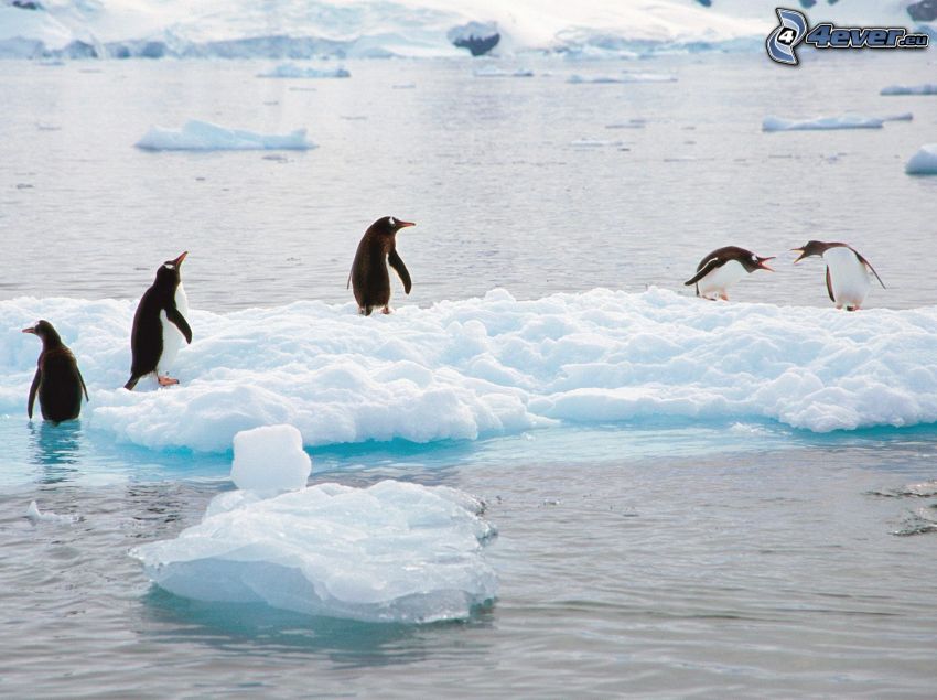 penguins, glaciers, water